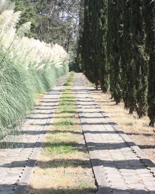 Camino de llegada entre cipreses altos y pastos plumosos